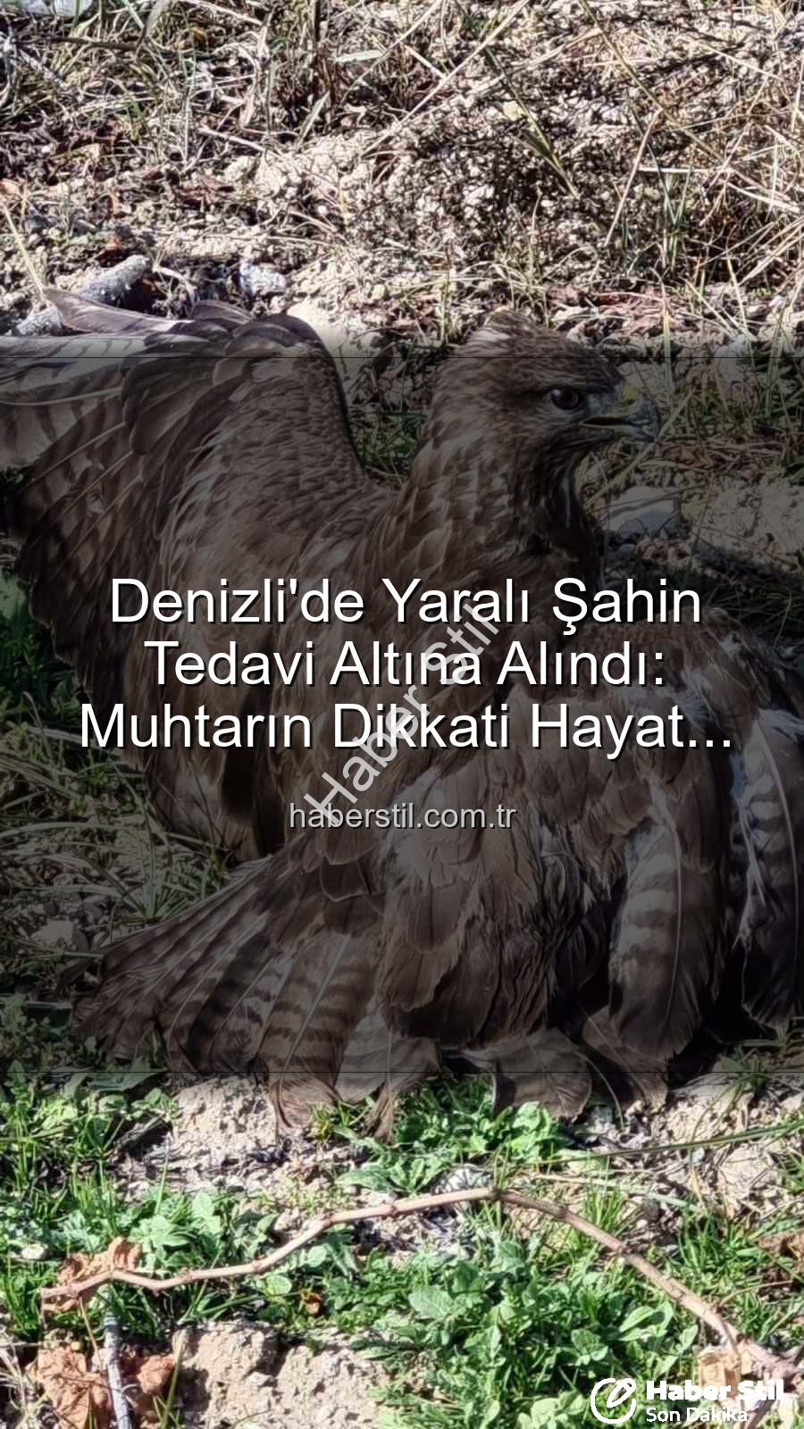 Denizli'de yaralı şahin - Denizli'de Yaralı Şahin Tedavi Altına Alındı: Muhtarın Dikkati Hayat Kurtardı