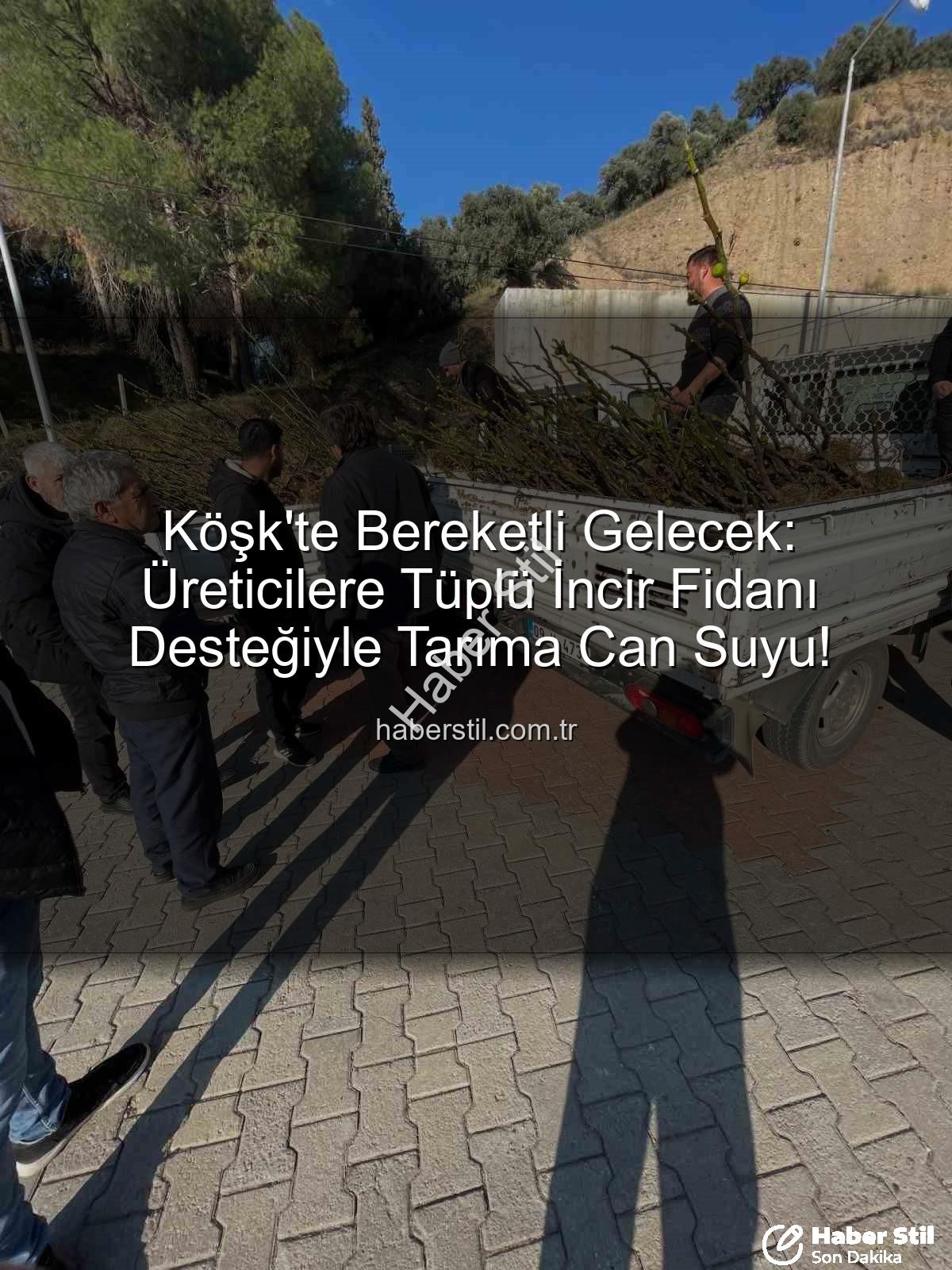 tüplü incir fidanı - Köşk'te Bereketli Gelecek: Üreticilere Tüplü İncir Fidanı Desteğiyle Tarıma Can Suyu!