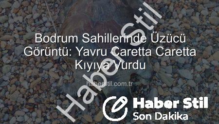 Bodrum Sahillerinde Üzücü Görüntü: Yavru Caretta Caretta Kıyıya Vurdu