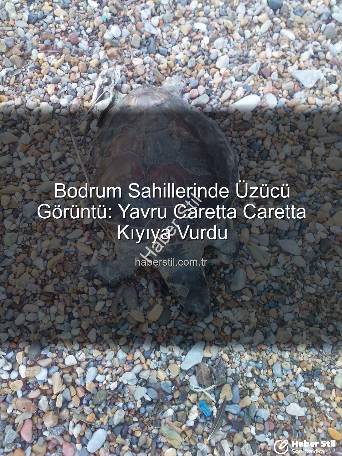 yavru caretta caretta - Bodrum Sahillerinde Üzücü Görüntü: Yavru Caretta Caretta Kıyıya Vurdu