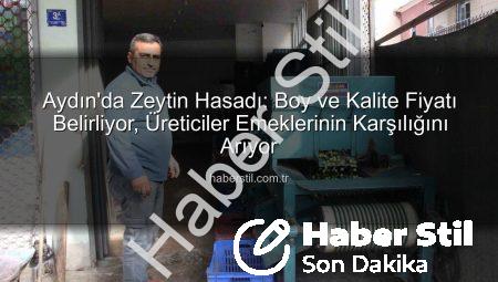 Aydın’da Zeytin Hasadı: Boy ve Kalite Fiyatı Belirliyor, Üreticiler Emeklerinin Karşılığını Arıyor