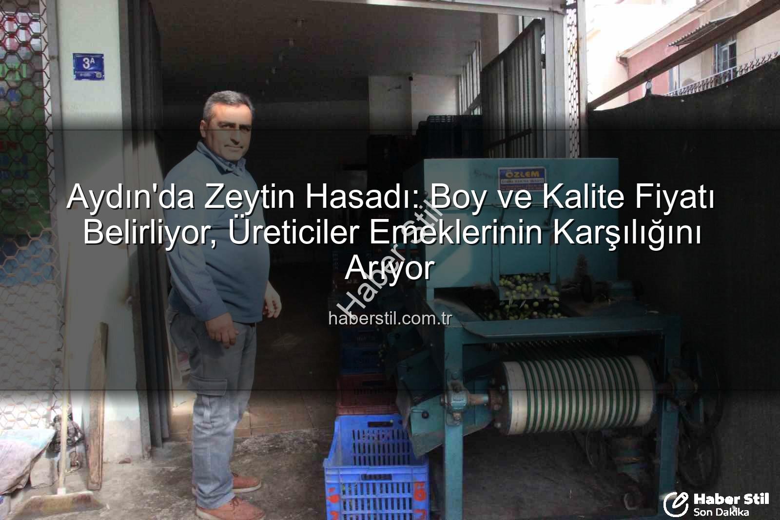 Aydın zeytin hasadı - Aydın'da Zeytin Hasadı: Boy ve Kalite Fiyatı Belirliyor, Üreticiler Emeklerinin Karşılığını Arıyor