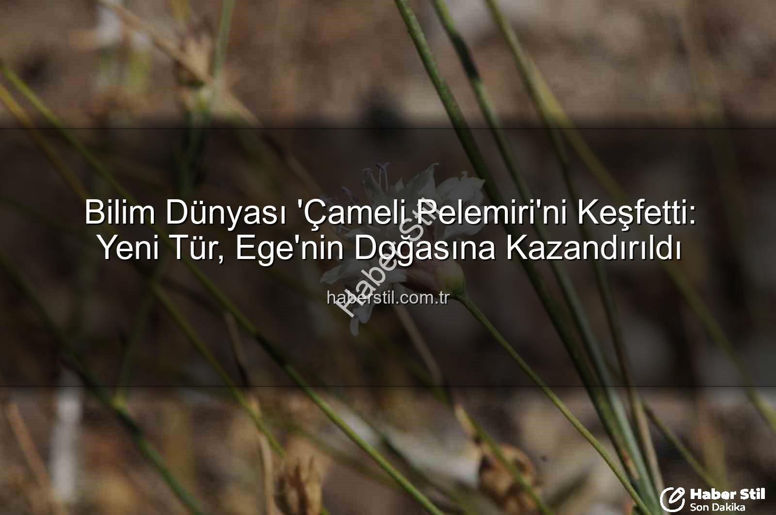 Çameli pelemiri - Bilim Dünyası 'Çameli Pelemiri'ni Keşfetti: Yeni Tür, Ege'nin Doğasına Kazandırıldı