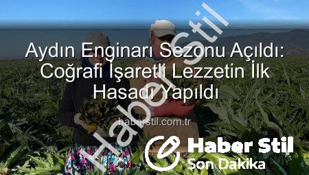 Aydın Enginarı Sezonu Açıldı: Coğrafi İşaretli Lezzetin İlk Hasadı Yapıldı