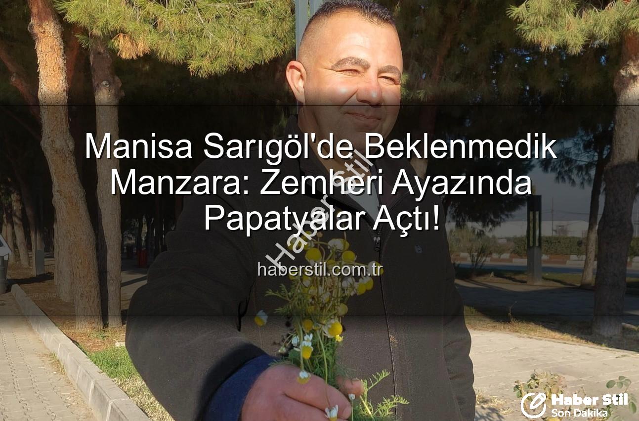 Sarıgöl'de papatyalar - Manisa Sarıgöl'de Beklenmedik Manzara: Zemheri Ayazında Papatyalar Açtı!