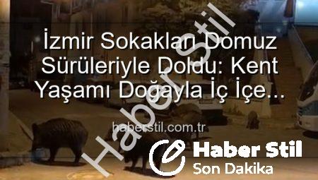 İzmir Sokakları Domuz Sürüleriyle Doldu: Kent Yaşamı Doğayla İç İçe Geçti