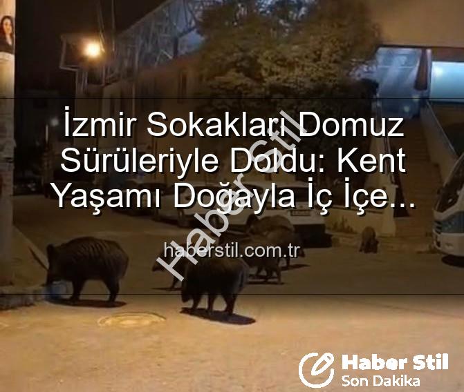 yaban domuzu - İzmir Sokakları Domuz Sürüleriyle Doldu: Kent Yaşamı Doğayla İç İçe Geçti